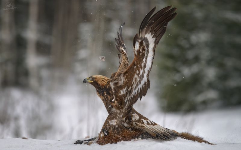 беркут, golden eagle, съемка беркута, заказник красный бор, фототур в красный бор, фотоохота в красном бору, phototravel.pro, фототуры 2026, беркут и лиса, лиса Па-де-де с тишинойphoto preview