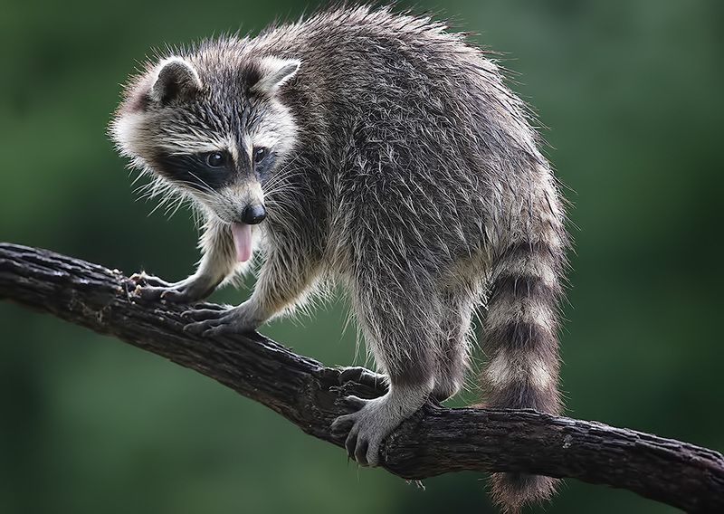 енот обыкновенный, енот-полоскун, raccoon, енот, дикие животные, животные, animals Raccoon- Енот-полоскунphoto preview