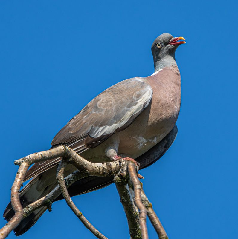 Этюд с витютнемphoto preview