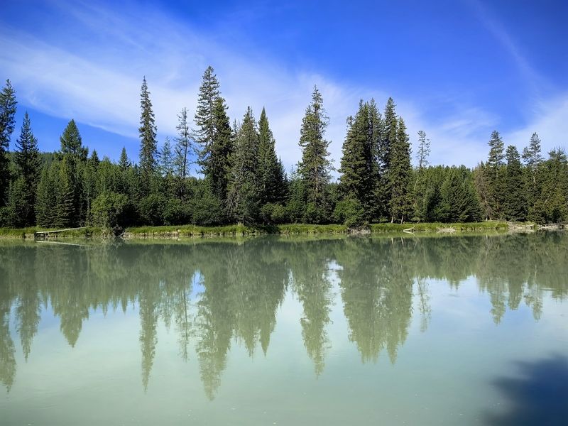 природа,алтай,река аргут,лиственницы,отражение,лето Лиственницы на берегуphoto preview