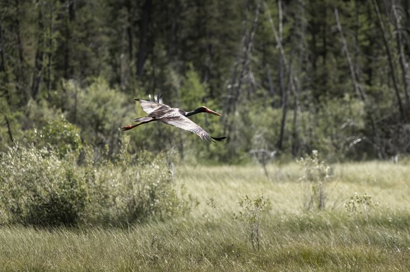 черный аист, горный алтай Черный аистphoto preview