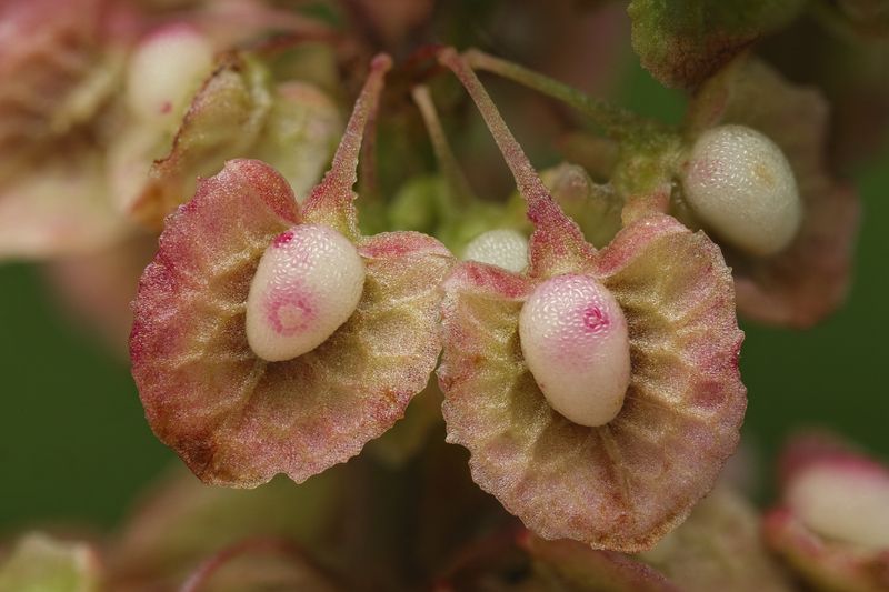 (Rumex confertus)photo preview