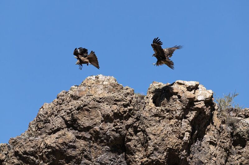 орел, горный алтай, клинохвостый орел Клинохвостый орелphoto preview