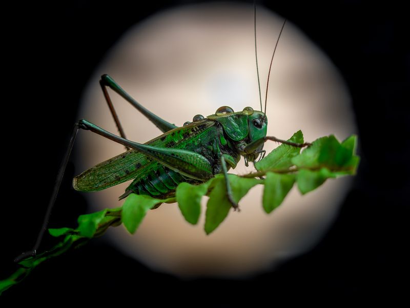 лунная соната.photo preview