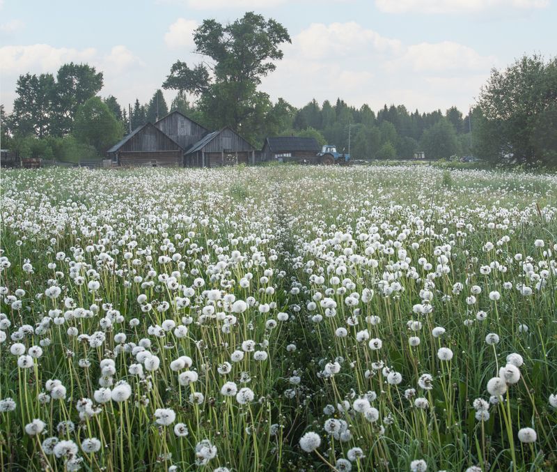 Село Белая в поле одуванчиковphoto preview