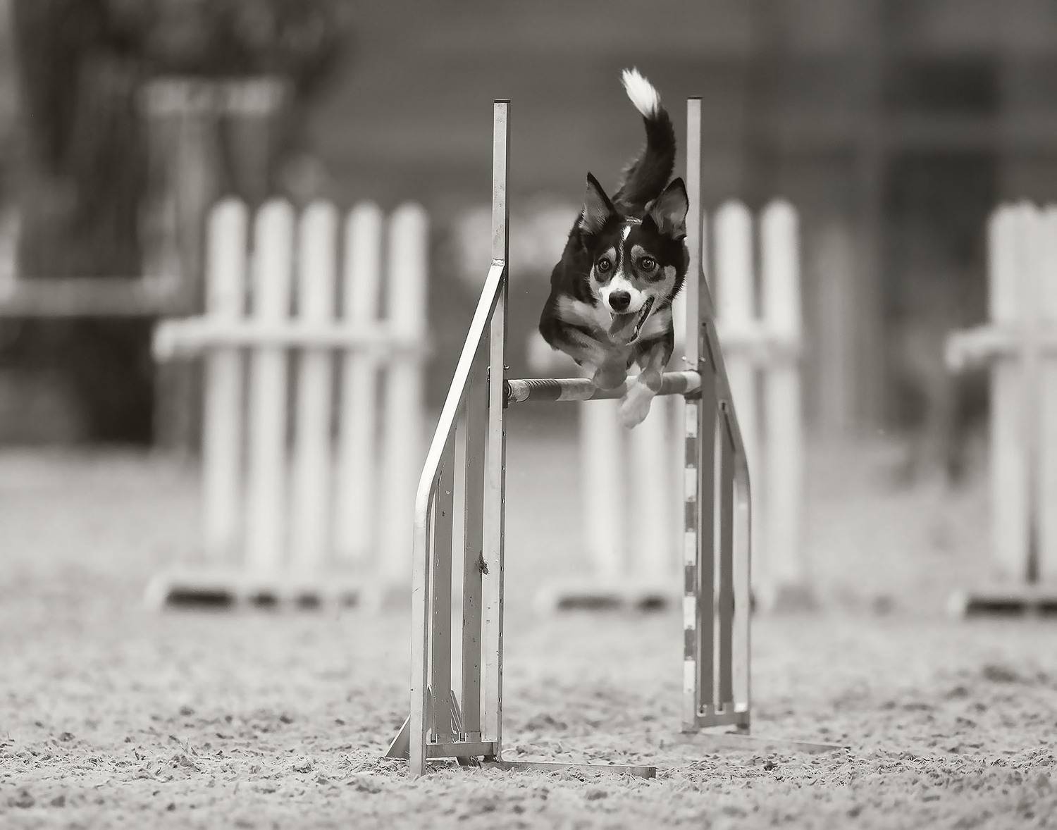 Прыжок в ритме победы. Автор: Стукалова Юлия соревнования,аджилити, собака,прыжок, спорт, dog, competition, jump, sport, Стукалова Юлия