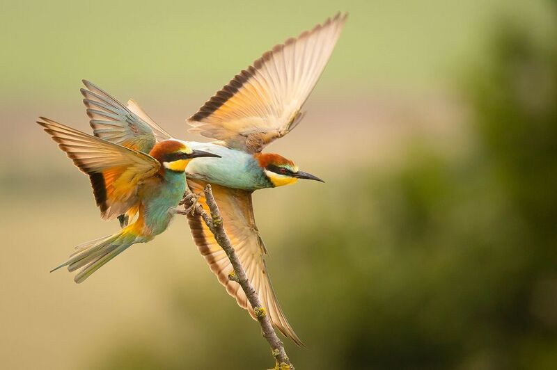 Bee-eater фото превью