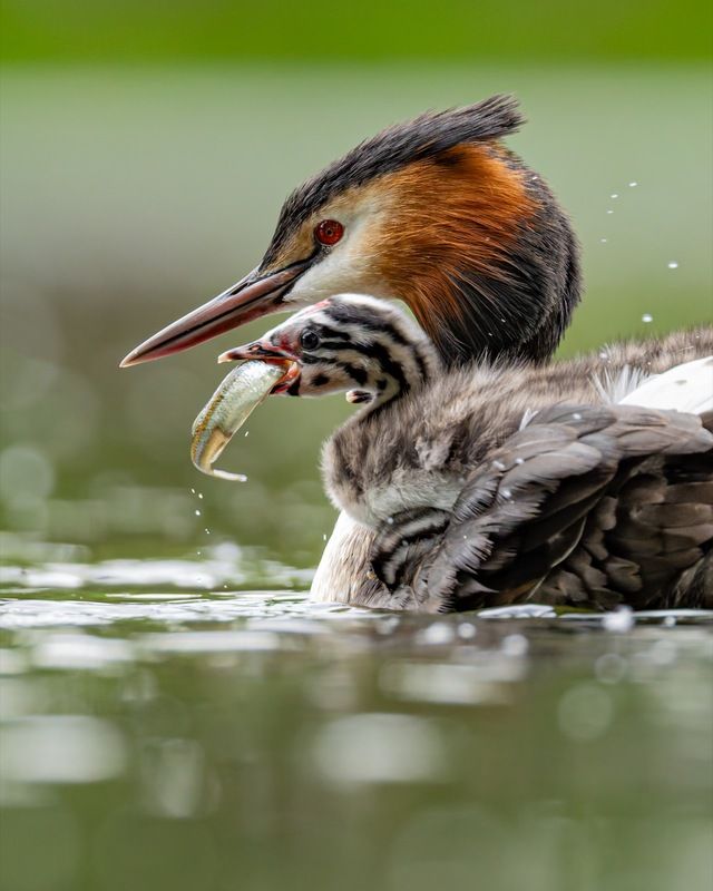 чомга, птенцы, птицы, поганка, большая поганка Мама и 4 птенца фото превью