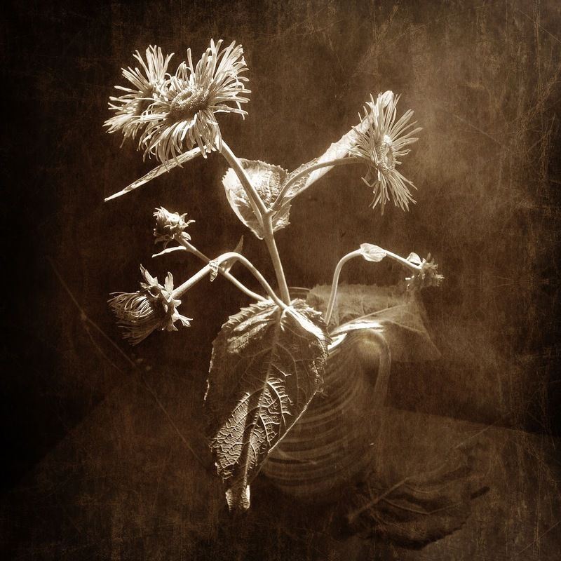 Печаль пройдёт немного погодя...photo preview