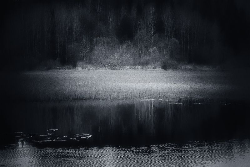 осень лес река вода черно-белое Осенний лес на берегу рекиphoto preview