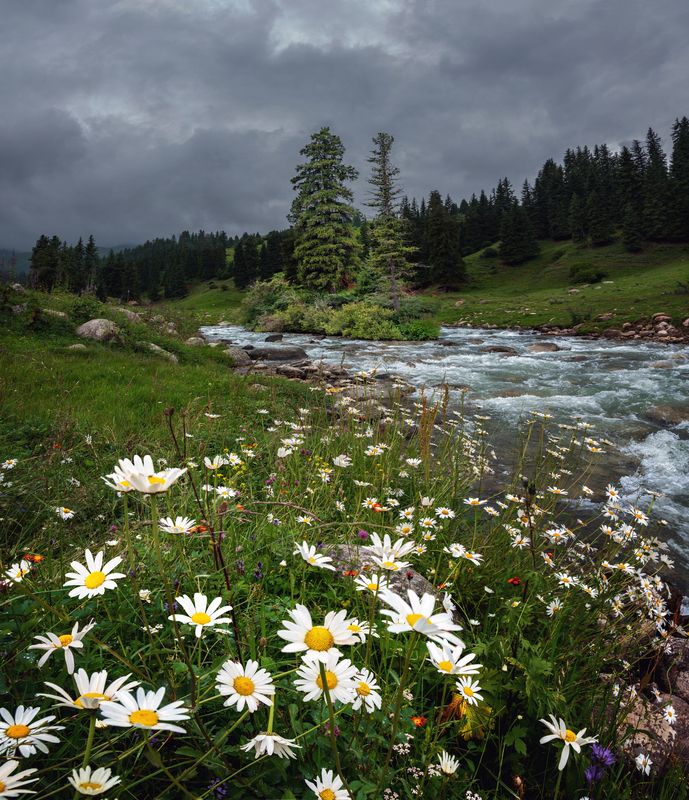 киргизия, тянь-шань, горы, цветы, ели, река, облака, непогода, панорама Тайгаphoto preview