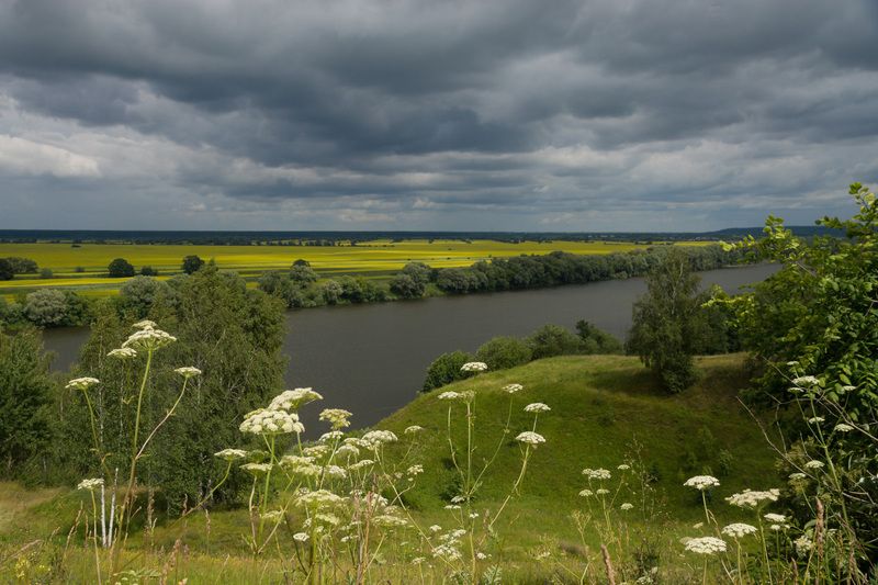 Июльские травы плетут кружеваphoto preview