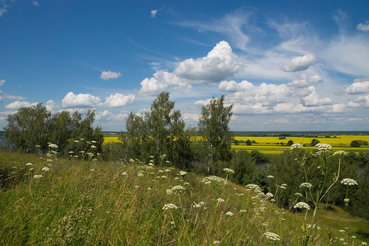 Июльские травы плетут кружева. Автор: Елена Колеснева лето, ока, река, травы, июль, Елена Колеснева