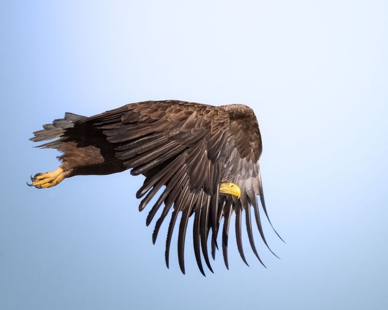 птицы, полёт, природа, орлан, белохвост, хищник, birdwatching, birds Меня здесь нетphoto preview