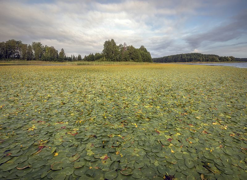 Ковёр на водеphoto preview