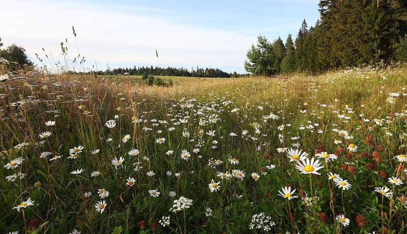 ромашки лето луг Лето фото превью