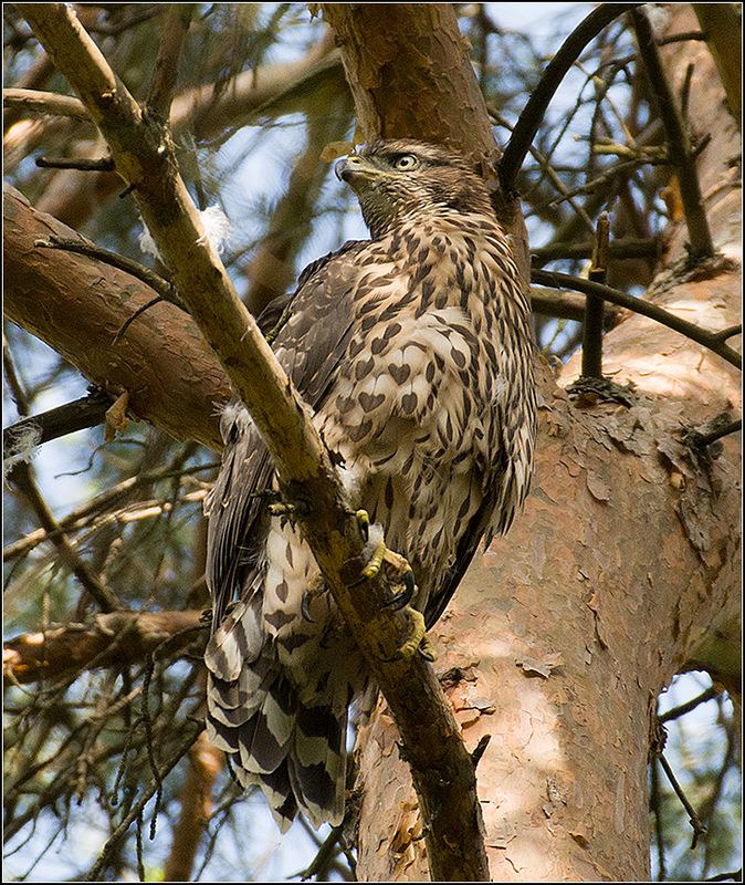 москва, парк, молодой тетеревятник *******photo preview