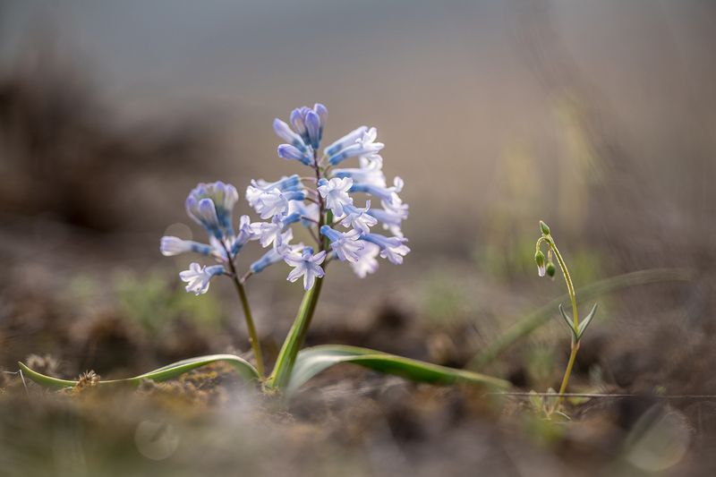 Гиацинтикphoto preview