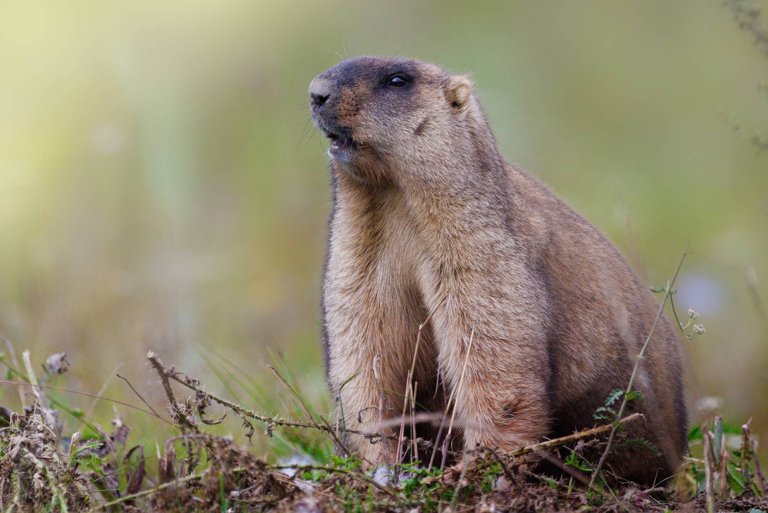 Сурок байбак. Автор: Гильманов Артур , Гильманов Артур