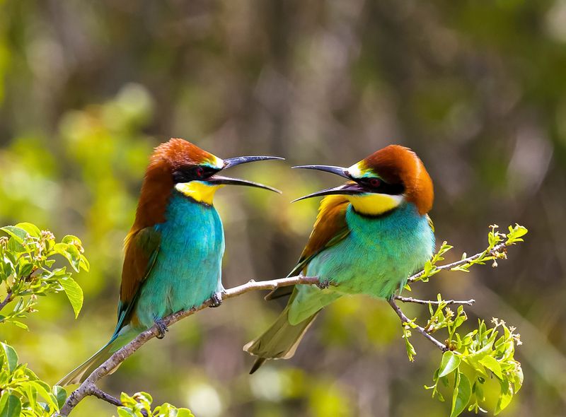 природа Скандалистыphoto preview