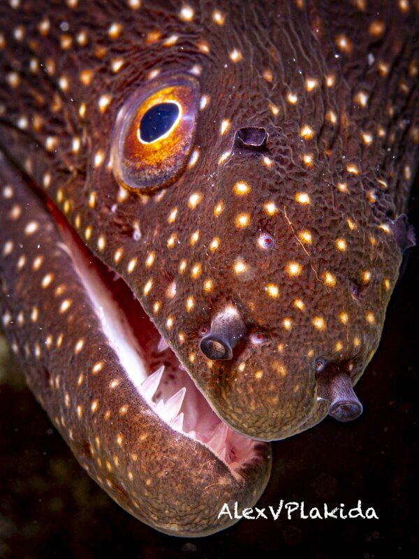 Портрет подозреваемогоphoto preview