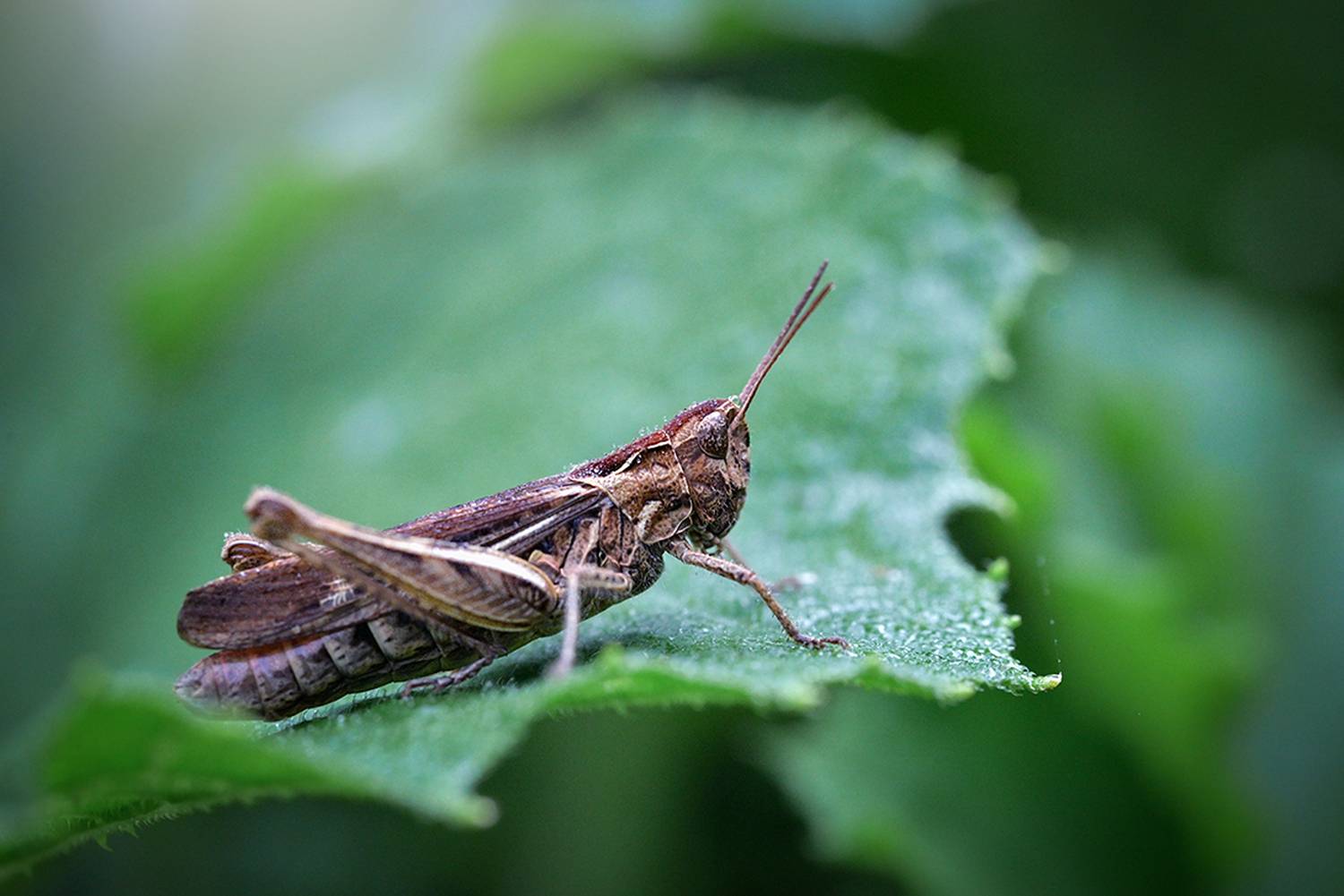 Ещё спит. Автор: Калёв Сергей , Калёв Сергей