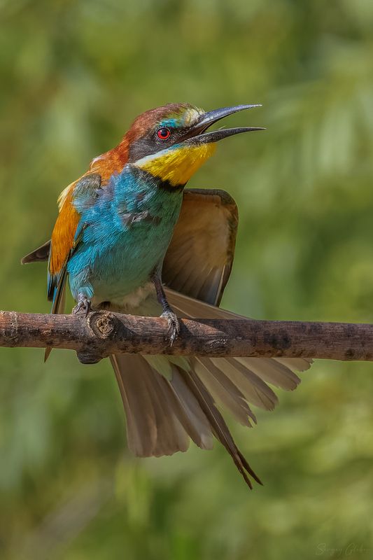 щурка, птицы, пернатые Да что ты говоришь!photo preview