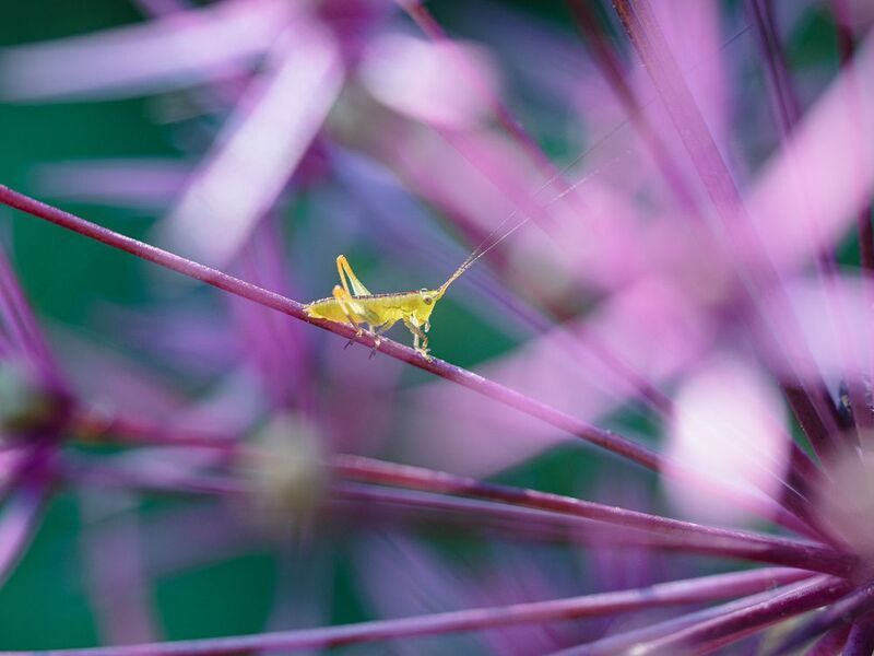 Зелёненький он былphoto preview
