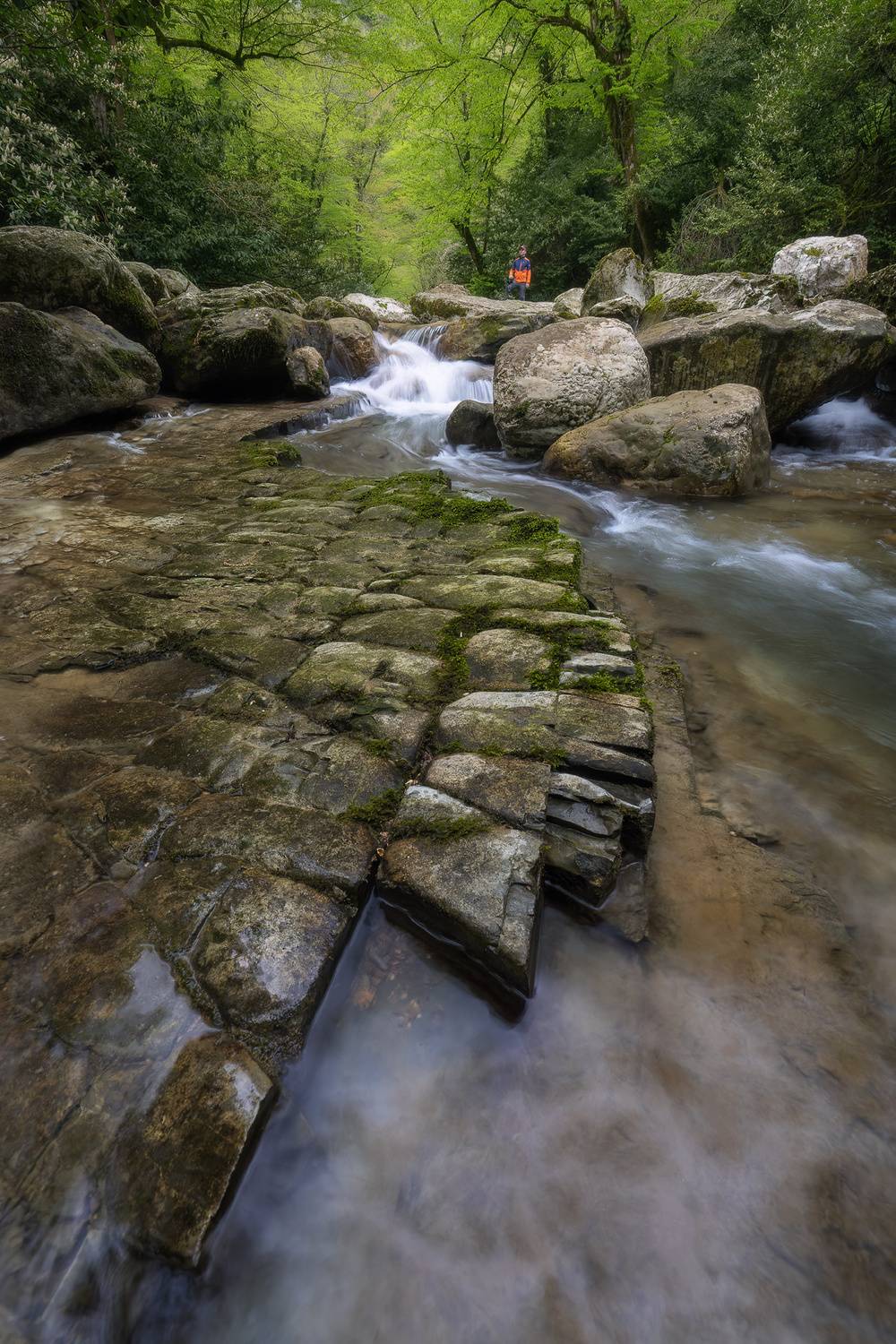 В лесных дебрях. Автор: Константин Маланин , Константин Маланин