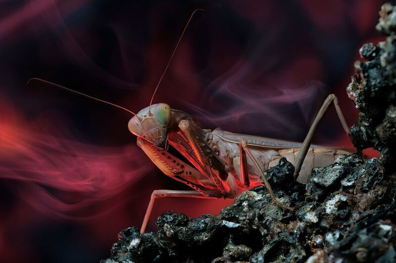 Везувийphoto preview