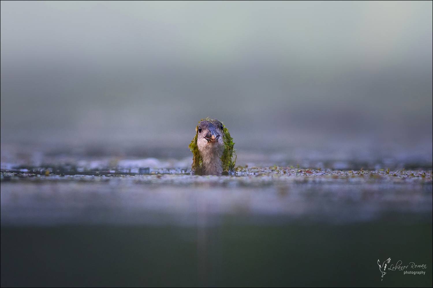 Джа-Джа Бинкс. Автор: Лобанов Роман , Лобанов Роман