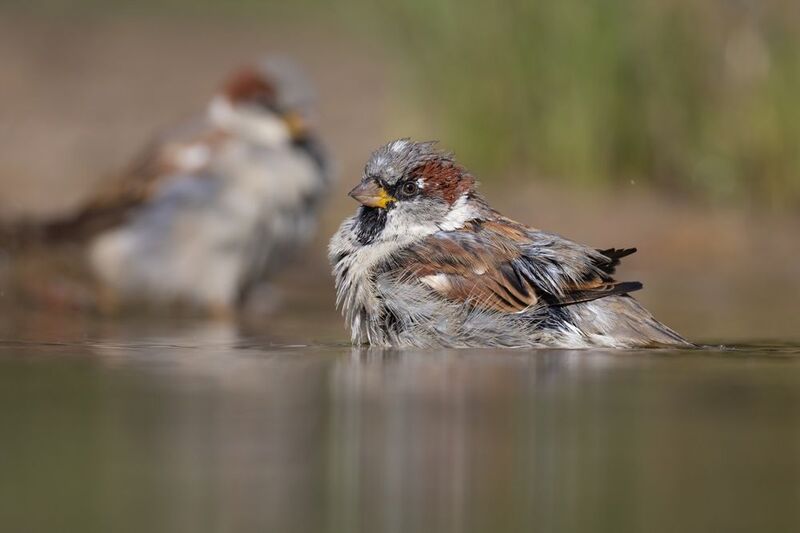 воробей, птицы Птичий пляжphoto preview