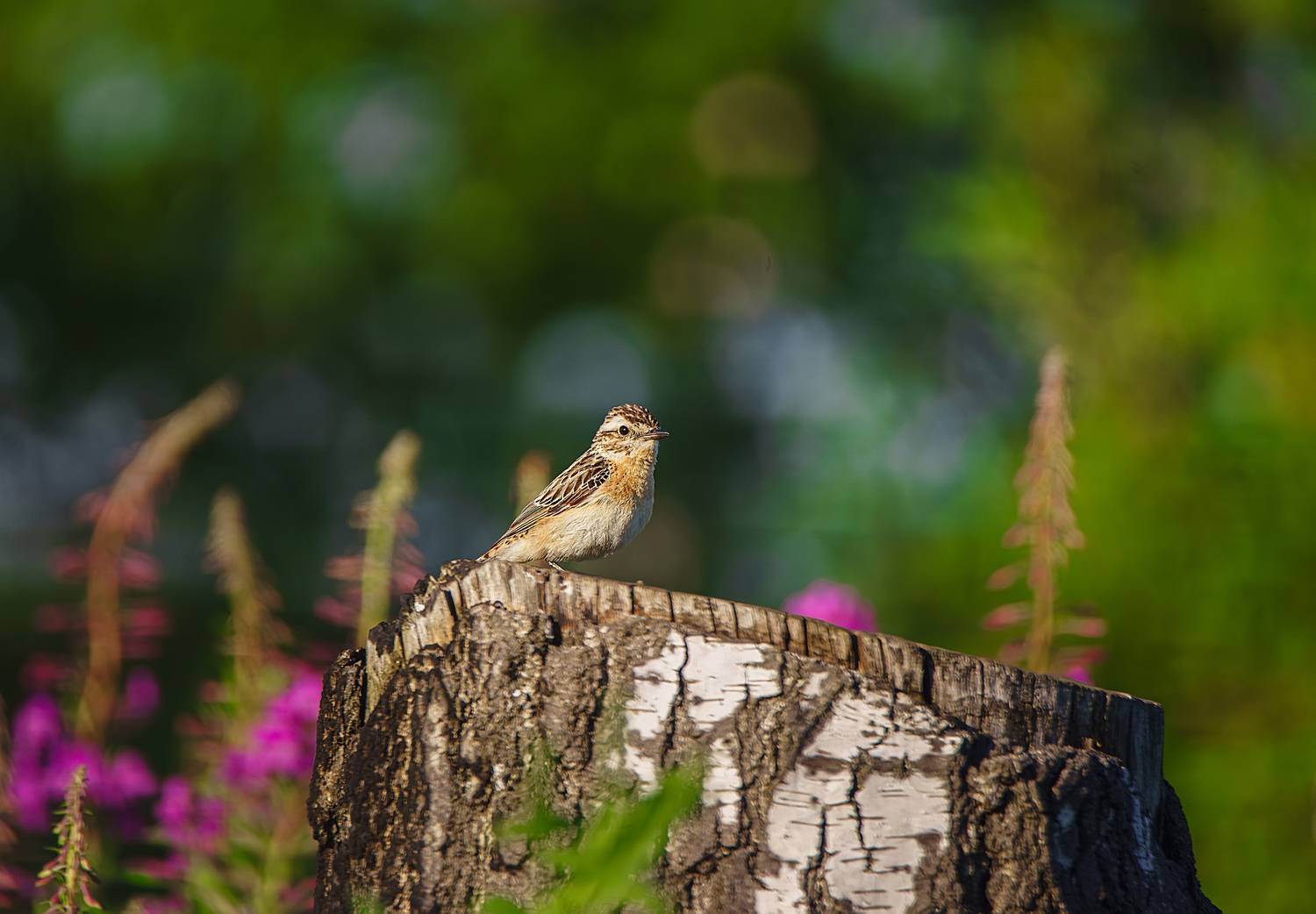 , Корнеев Алексей