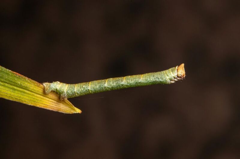 макрофото, макрофотографии, фотомакро, насекомые, макромир, макрофотограф, макроаддикт, макро_мир, naturelovers, naturelover, naturephotography, macrolove, macro_love, biodiversity, macrophotography, macro, macronature, entomology, arthropods, arthropod,  biston betularia (2 of 2) фото превью