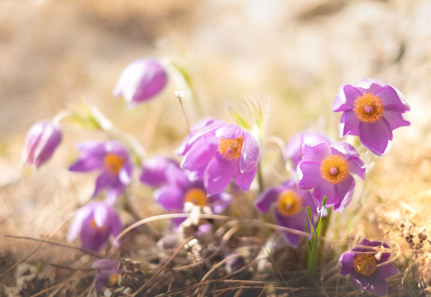 Автор: Коротеев Вадим , Коротеев Вадим