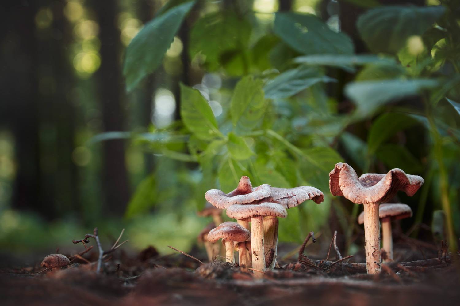 Грибы. Автор: Валерий Вождаев грибы, лес, Валерий Вождаев