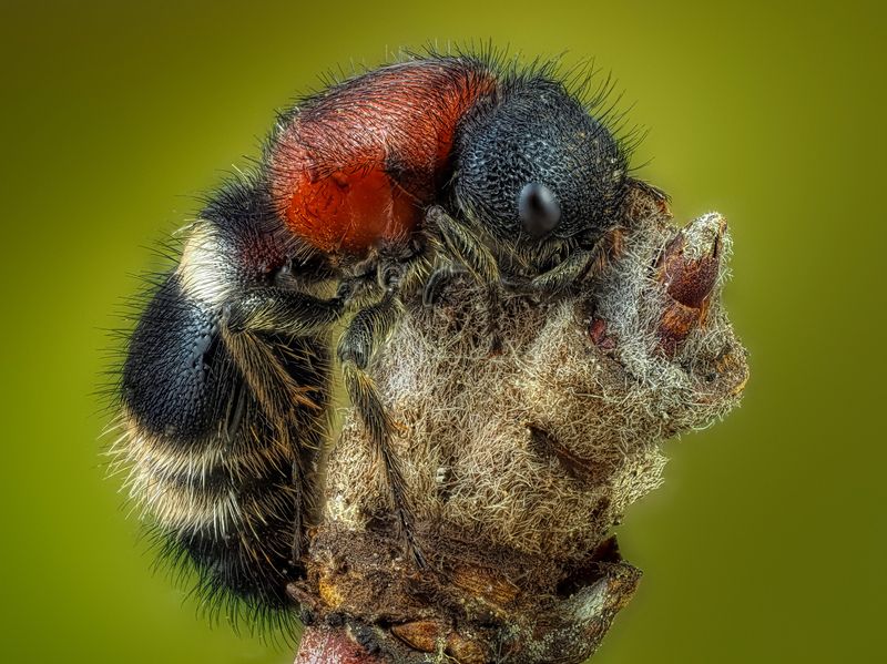 Оса Немка.photo preview