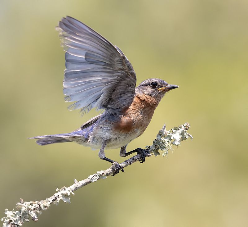 восточная сиалия, eastern bluebird,bluebird Eastern Bluebird, male -Восточная сиалия, самецphoto preview