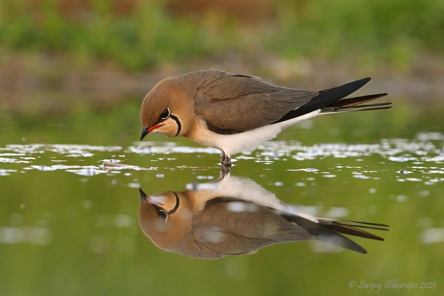 , Сергей Шкарупо