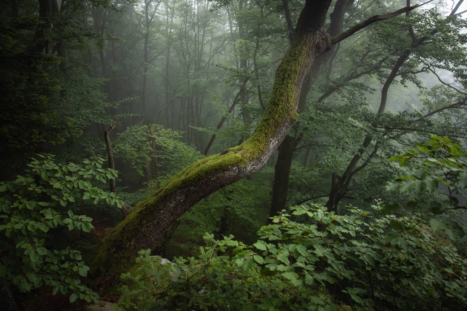 Автор: Mirosław Pruchnicki , Mirosław Pruchnicki