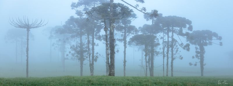 trees, fog, forest, mood, dream, blue Giants in the fogphoto preview
