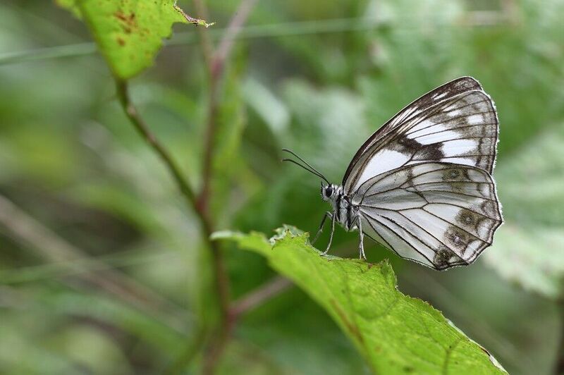 melanagria, halimede, пестроглазка Melanagria halimede фото превью