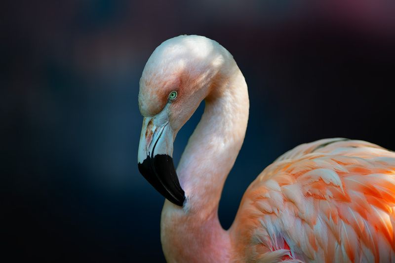 flamingo, bird, closeup,bird head, bird eye, Pink Flamingophoto preview