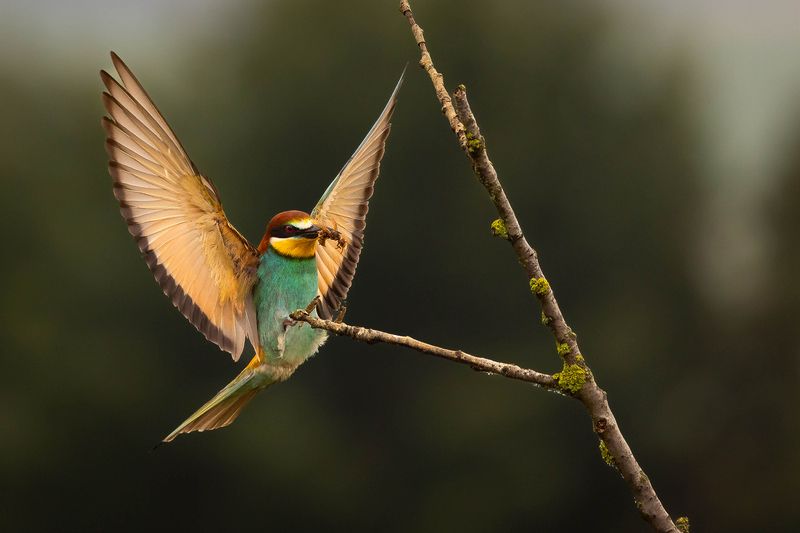 Bee-eater фото превью