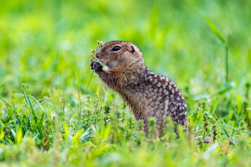 *** фото превью