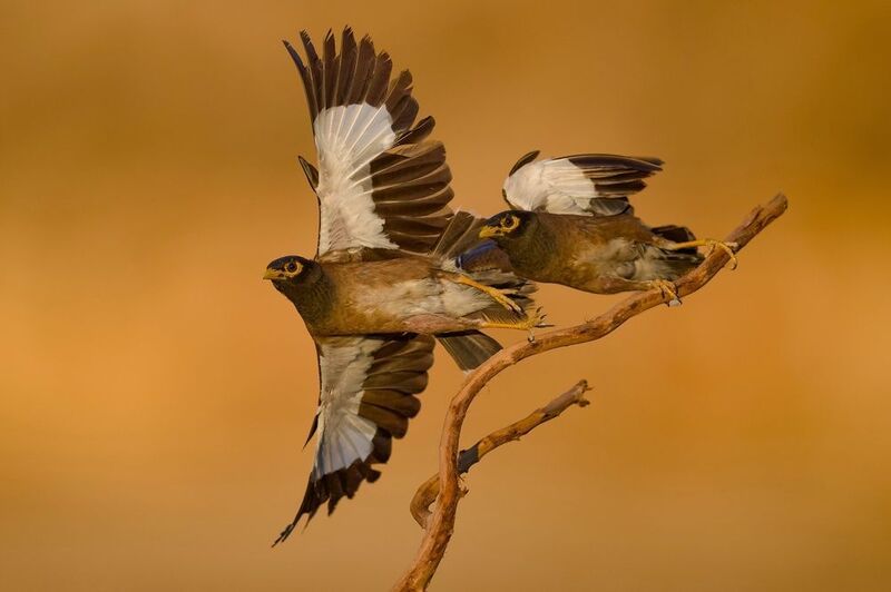 Soaring mynas фото превью