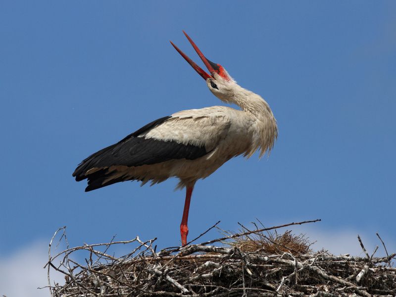 белый аист, аист, ciconia ciconia, white stork, stork Аист на гнездеphoto preview