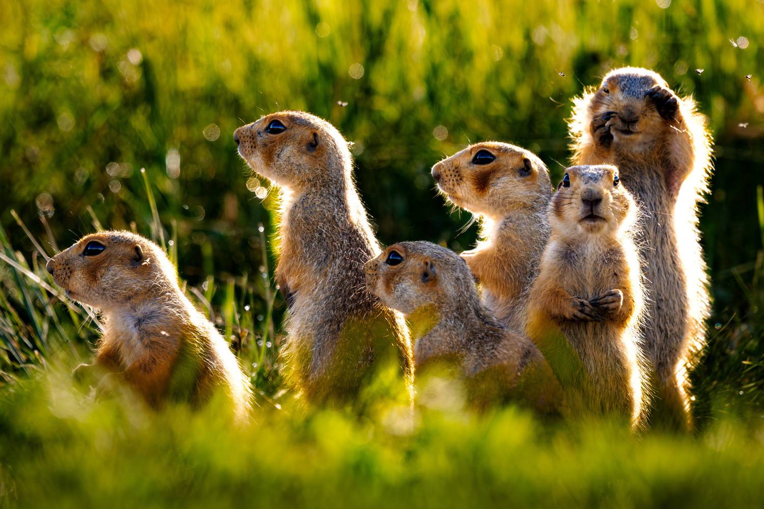 , Владимир Ежов