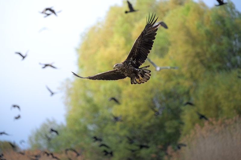 птицы, полёт, природа, орлан, белохвост, хищник, birdwatching, birds В море птицphoto preview