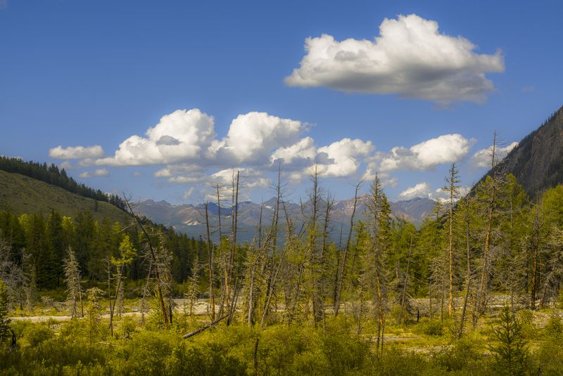 россия, горный алтай, согра Согра фото превью
